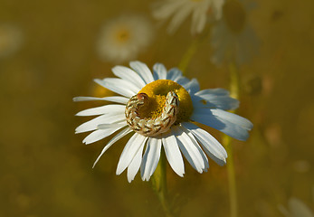 Image showing caterpillar