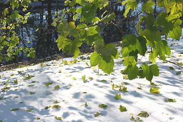 Image showing First snow