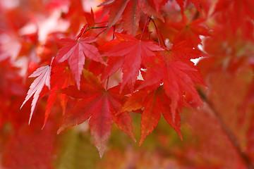 Image showing Autumn red