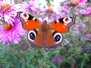 Image showing The  graceful butterfly on the aster