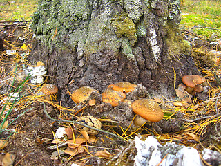 Image showing mushrooms under a birch
