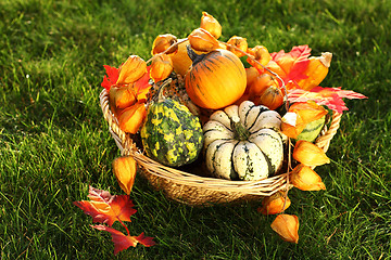 Image showing Pumpkins  in the grass