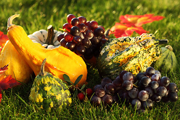 Image showing Pumpkins and grapes  in the grass