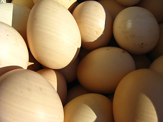 Image showing a lot of eggs of the hen