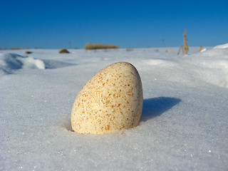 Image showing The egg of turkey on the snow