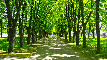 Image showing Beautiful park with many green trees