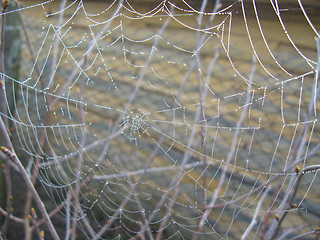 Image showing spider's web on the grey background