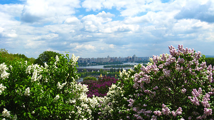 Image showing Fine big bushes of a lilac