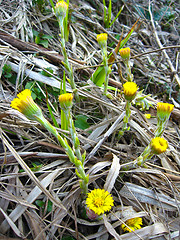 Image showing the young flowers of coltsfoot