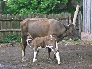 Image showing grey cow with calf in the yard