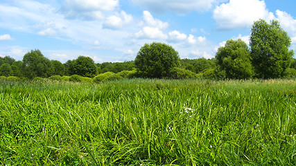 Image showing summer landscape