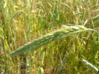 Image showing spikelets of the wheat