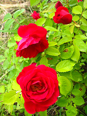 Image showing a beautiful flowers of red roses