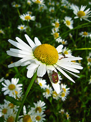 Image showing a little bug on the chamomile