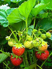 Image showing Set of a ripe strawberry