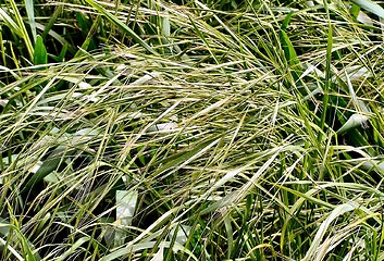 Image showing Wild Grass