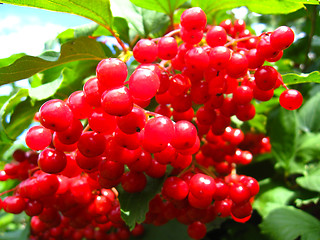 Image showing Clusters of a red ripe guelder-rose