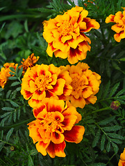 Image showing A beautiful flowers of tagetes