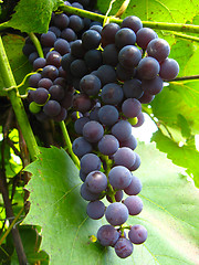 Image showing big cluster of blue grapes