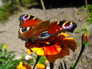 Image showing The  graceful butterfly of peacock eye on flower