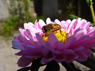 Image showing The  bee collecting nectar on the aster