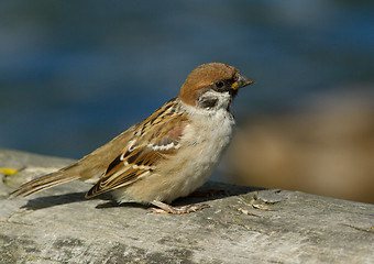 Image showing Tree Sparrow 