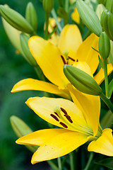 Image showing yellow lily flowers