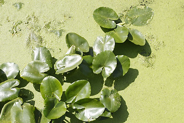 Image showing Spatterdock plants (Nuphar lutea) in water among duckweed