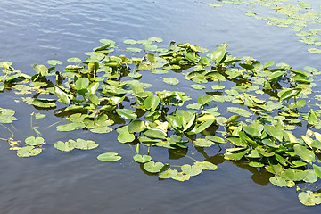 Image showing Spatterdock plants (Nuphar lutea) in water