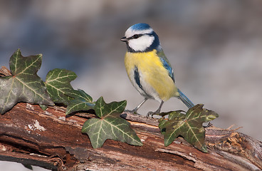 Image showing Blue tit (Parus caeruleus)