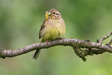 Image showing Cirl Bunting