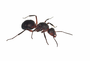 Image showing Ant