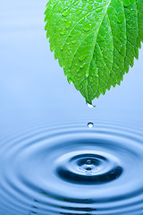 Image showing Green leaf water drops 1