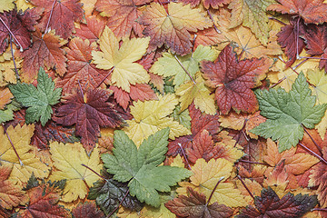 Image showing Fall leaves background