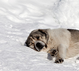 Image showing Dog sleeping on snow