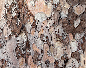 Image showing Wooden texture