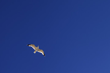 Image showing Seagull hover in blue sky