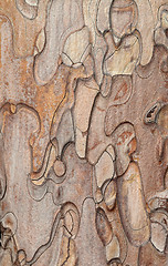 Image showing Wooden texture