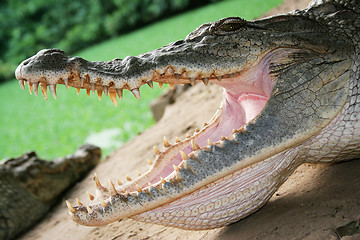 Image showing Crocodile Up Close