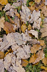 Image showing Water drops on oak leaves lying on the ground. 