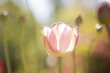 Image showing Tulip