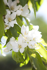 Image showing Flowering apple tree