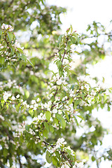 Image showing Flowering apple tree