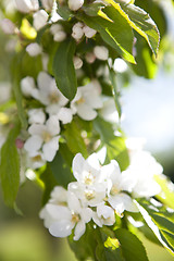 Image showing Flowering apple tree