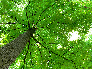 Image showing Tree Canopy