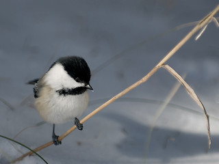 Image showing Chickadee on Grass with Space for Text