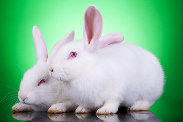 Image showing  two cute white rabbits