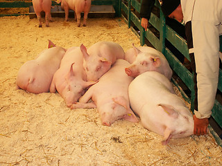 Image showing Pigs