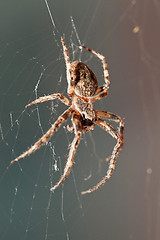 Image showing Cross spider