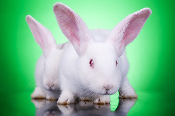 Image showing aggresive look of two bunnies